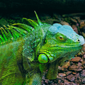 Reptile graphic