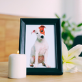 In Memory of my Pet